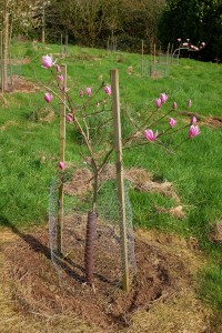 MAGNOLIA 'Raspberry Fun'