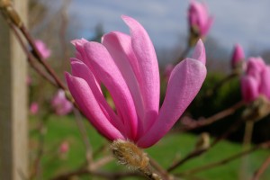 MAGNOLIA 'Raspberry Fun'