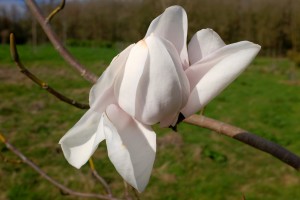 MAGNOLIA 'Sir Harold HILLER'