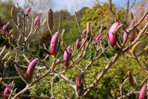 MAGNOLIA 'Yakeo' 03