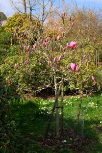 MAGNOLIA 'Yakeo' 04