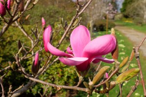 MAGNOLIA 'YAKEO'