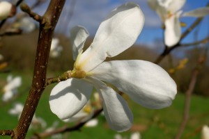 MAGNOLIA kobus 'White Elegance'