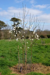 MAGNOLIA kobus 'White Elegance' 02