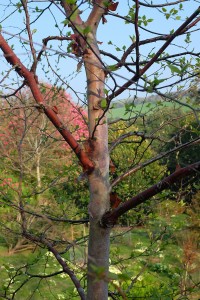 BETULA albosinensis