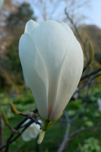 MAGNOLIA 'Tino Durio'