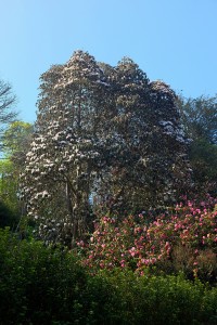 RHODODENDRON arboreum (white)
