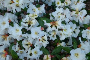 RHODODENDRON Edgeworthii