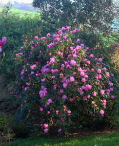 RHODODENDRON 'Endslegh Pink'