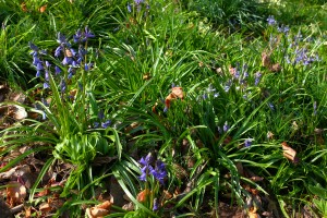 SPANISH Bluebells