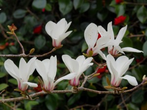 MAGNOLIA cylindrica