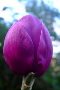 MAGNOLIA 'Black Tulip'