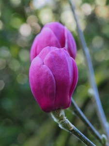 MAGNOLIA 'Black Tulip' 02