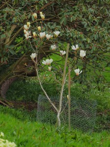 MAGNOLIA 'Sunrise'