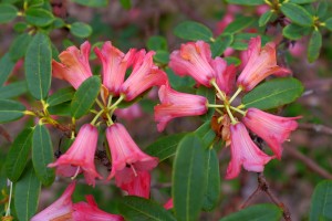 RHODODENDROM floccigerum