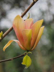 Magnolia accuminata ‘Fertile Myrtle’ x Magnolia sprengeri ‘Diva’ 02