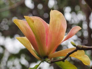 Magnolia accuminata ‘Fertile Myrtle’ x Magnolia sprengeri ‘Diva’