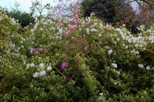 MAUVE flowered branches