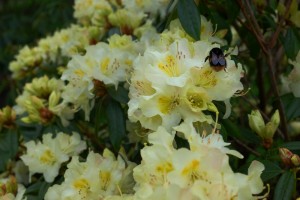 RHODODENDRON bahuiniflorum