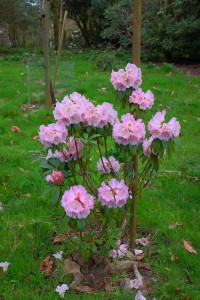 RHODODENDRON irroratum 'Polkadot' 02