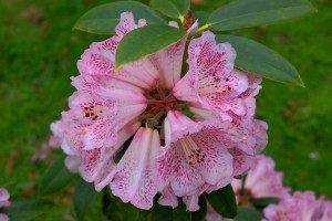 RHODODENDRON irroratum 'Polkadot'