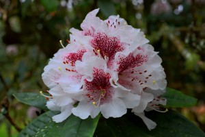 RHODODENDRON 'Mrs J C Williams' 02