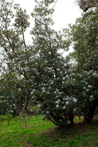 RHODODENDRON 'Mrs J C Williams'