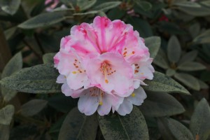 RHODODENDRON pseudochrysanthum