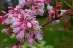 STAPHYLEA holicarpa 'Rosea'