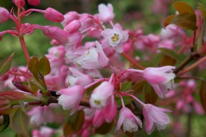 STAPHYLEA holicarpa 'Rosea' 02