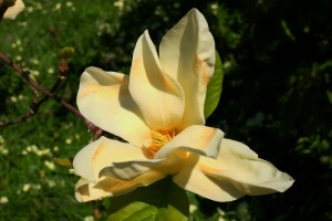 MAGNOLIA 'Sunray'