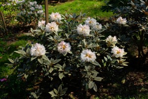 RHODODENDRON pseudochrysanthum