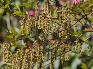 STACHYRUS 'chinensis'