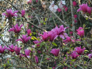 MAGNOLIA 'Margaret Helen'