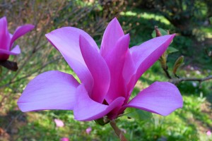 MAGNOLIA 'Margaret Helen' 02