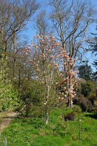 MAGNOLIA 'Peachy'