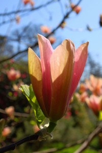 MAGNOLIA 'Peachy'