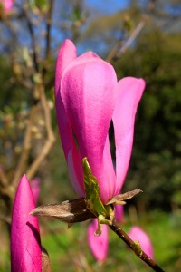 MAGNOLIA 'Randy'