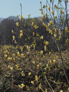 MAGNOLIA 'Yellow Lantern' 02