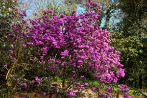 RHODODENDRON desqamatum