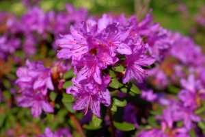 Rhododendron impeditum ‘J C Williams’ 02