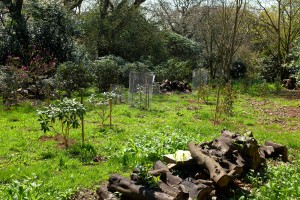 PLANTING above Rogers quarry