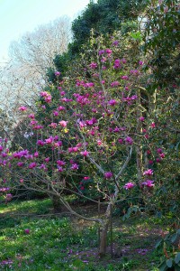 MAGNOLIA 'Margaret Helen'