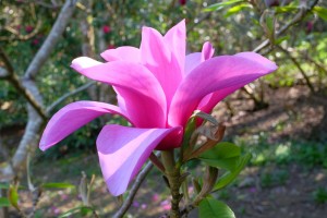 MAGNOLIA 'Margaret Helen' 02