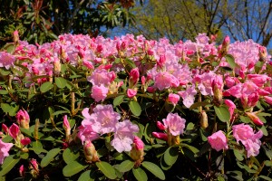 RHODODENDRON 'High Sheriff' 02