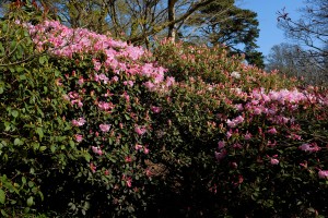 RHODODENDRON 'High Sheriff'