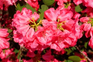 Rhododendron moorii x euchates 02