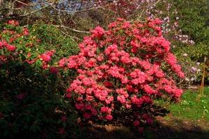 Rhododendron moorii x euchates 03