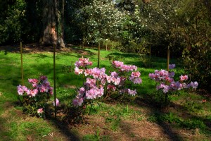 RHODODENDRON 'Anne Teese' 02
