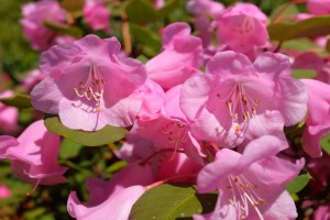 RHODODENDRON Temple BELLE